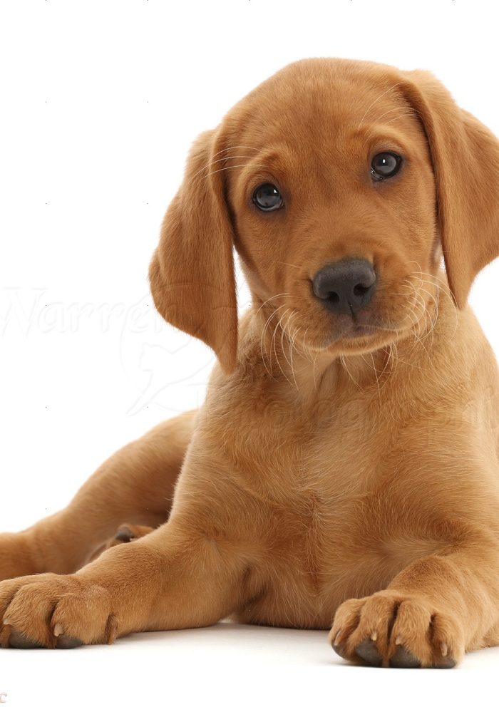 Fox Red Labrador Retriever puppy, Ginny, 9 weeks old, Lying with head up.